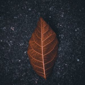 Preview wallpaper leaf, macro, dry, brown, asphalt