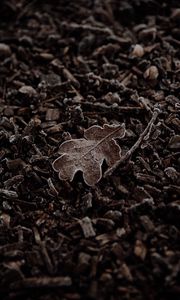 Preview wallpaper leaf, macro, dry, brown