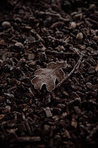 Preview wallpaper leaf, macro, dry, brown