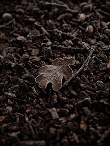 Preview wallpaper leaf, macro, dry, brown