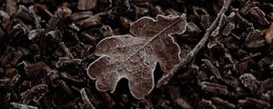 Preview wallpaper leaf, macro, dry, brown