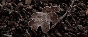 Preview wallpaper leaf, macro, dry, brown