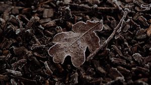 Preview wallpaper leaf, macro, dry, brown