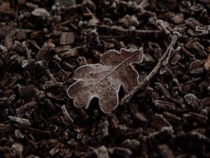 Preview wallpaper leaf, macro, dry, brown