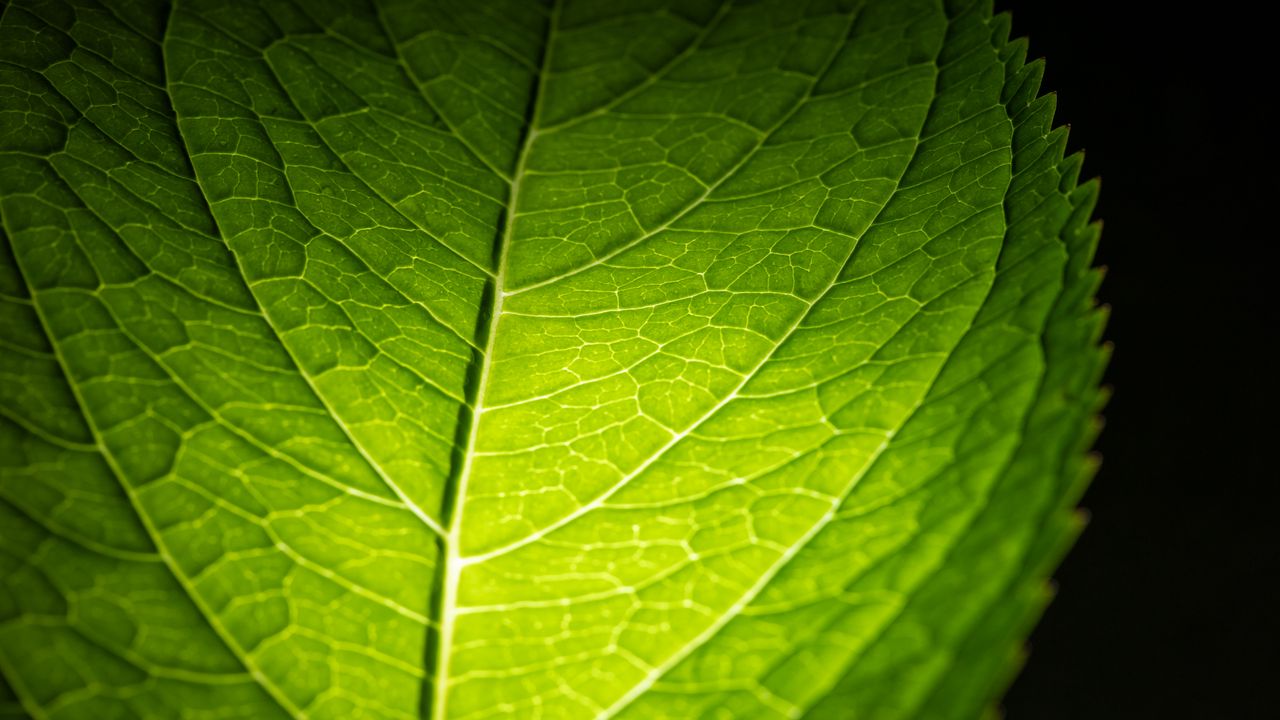 Wallpaper leaf, macro, green, veins, dark background