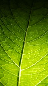 Preview wallpaper leaf, macro, green, veins, dark background