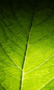 Preview wallpaper leaf, macro, green, veins, dark background