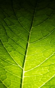 Preview wallpaper leaf, macro, green, veins, dark background