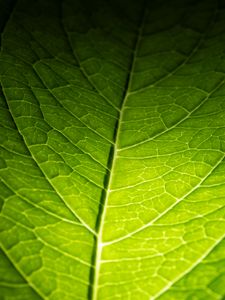 Preview wallpaper leaf, macro, green, veins, dark background