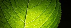 Preview wallpaper leaf, macro, green, veins, dark background