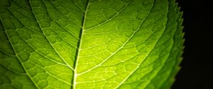 Preview wallpaper leaf, macro, green, veins, dark background