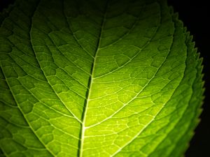 Preview wallpaper leaf, macro, green, veins, dark background