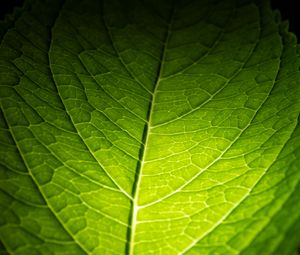 Preview wallpaper leaf, macro, green, veins, dark background