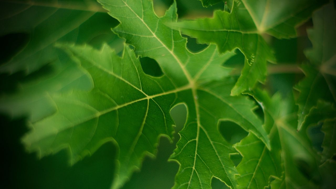 Wallpaper leaf, macro, green