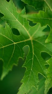 Preview wallpaper leaf, macro, green