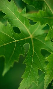 Preview wallpaper leaf, macro, green