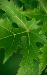 Preview wallpaper leaf, macro, green