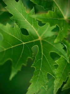 Preview wallpaper leaf, macro, green