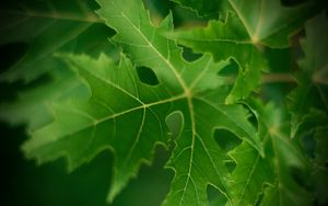 Preview wallpaper leaf, macro, green