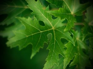 Preview wallpaper leaf, macro, green