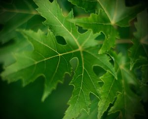 Preview wallpaper leaf, macro, green