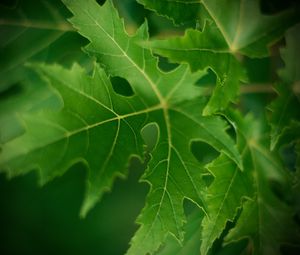 Preview wallpaper leaf, macro, green