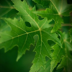 Preview wallpaper leaf, macro, green