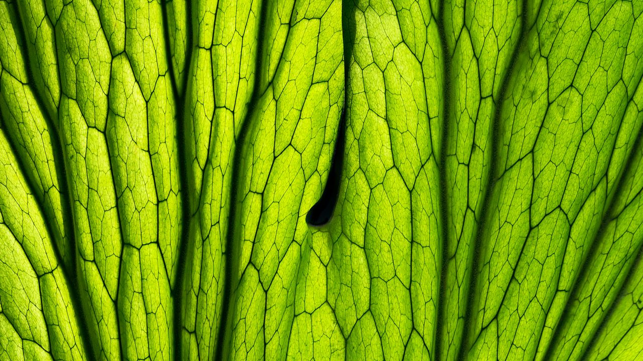 Wallpaper leaf, macro, green, veins, lines
