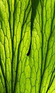 Preview wallpaper leaf, macro, green, veins, lines