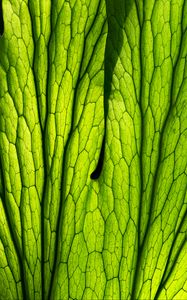 Preview wallpaper leaf, macro, green, veins, lines