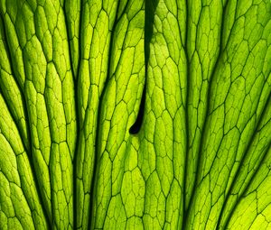 Preview wallpaper leaf, macro, green, veins, lines