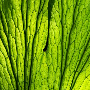 Preview wallpaper leaf, macro, green, veins, lines