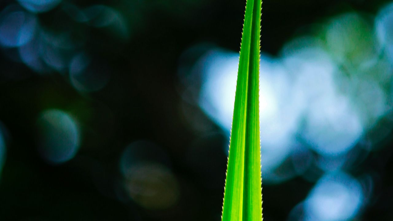 Wallpaper leaf, macro, green, plant