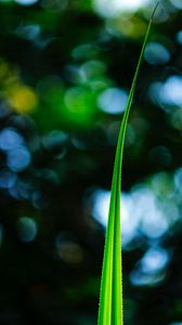 Preview wallpaper leaf, macro, green, plant