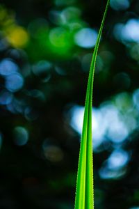 Preview wallpaper leaf, macro, green, plant