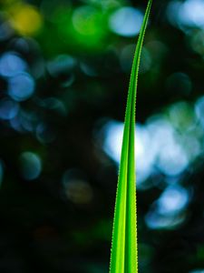 Preview wallpaper leaf, macro, green, plant