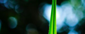 Preview wallpaper leaf, macro, green, plant