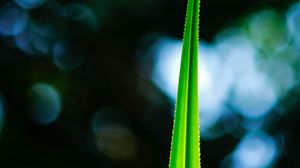 Preview wallpaper leaf, macro, green, plant