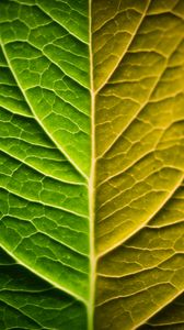 Preview wallpaper leaf, macro, green, gradient