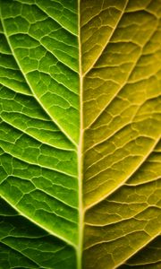 Preview wallpaper leaf, macro, green, gradient