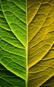 Preview wallpaper leaf, macro, green, gradient