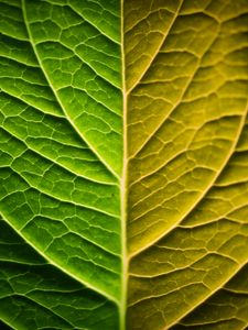 Preview wallpaper leaf, macro, green, gradient