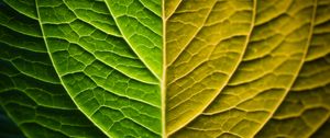 Preview wallpaper leaf, macro, green, gradient