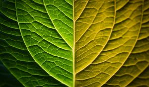 Preview wallpaper leaf, macro, green, gradient