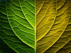 Preview wallpaper leaf, macro, green, gradient