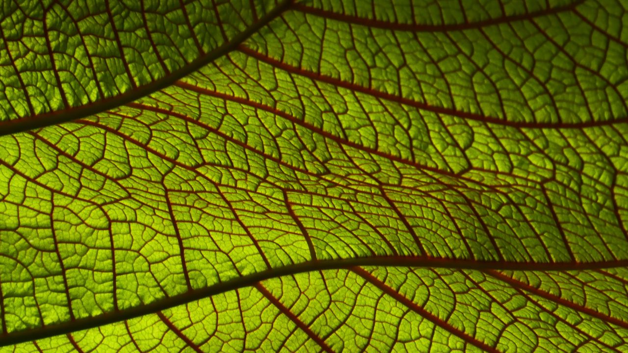 Wallpaper leaf, macro, green