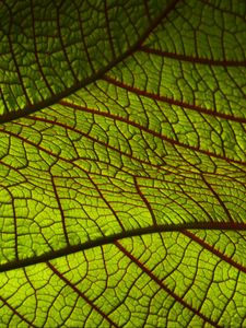 Preview wallpaper leaf, macro, green