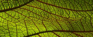 Preview wallpaper leaf, macro, green