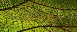 Preview wallpaper leaf, macro, green