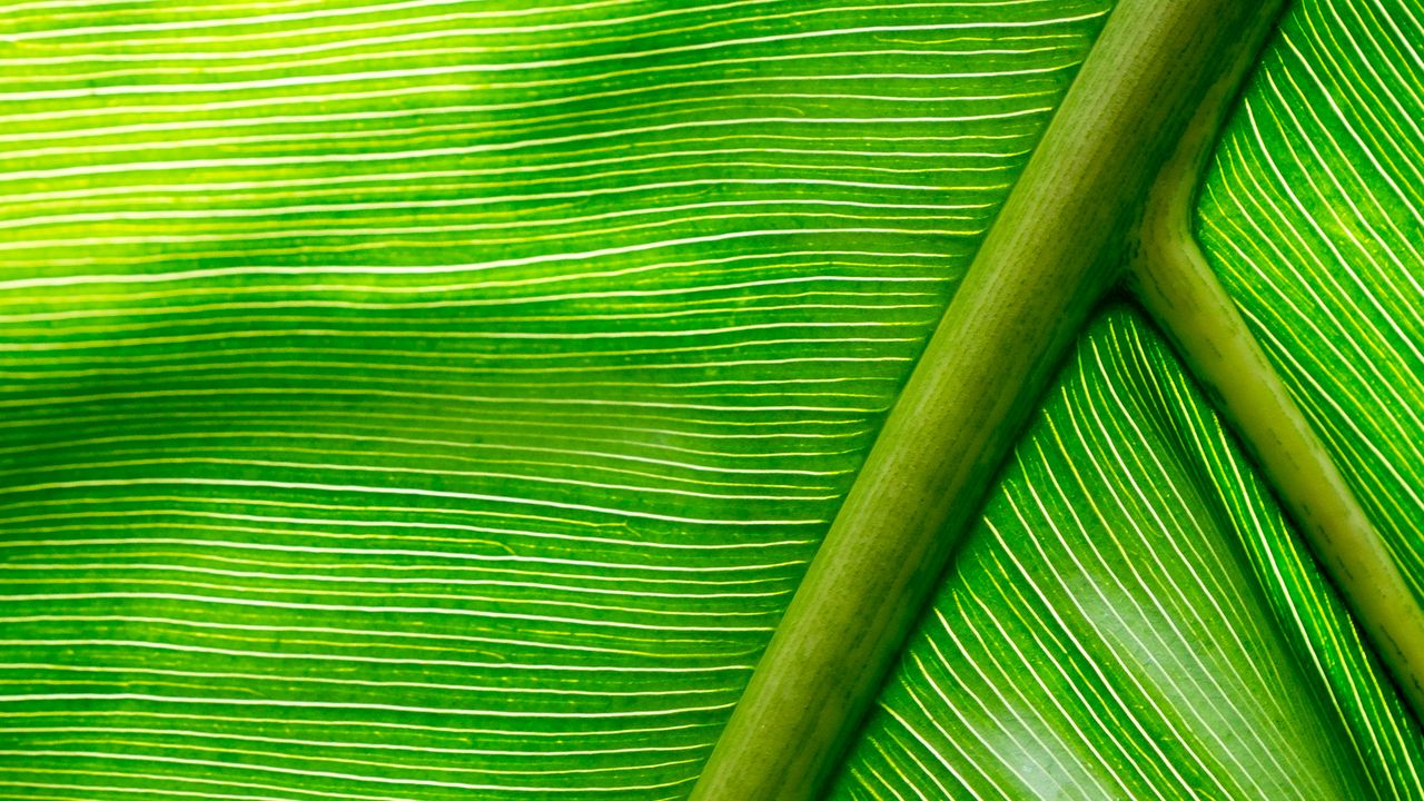 Wallpaper leaf, macro, green, stripes